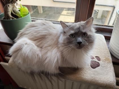 Missing cat poster template example — fluffy grey and white Ragdoll cat with blue eyes
